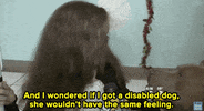 dog christmas GIF
