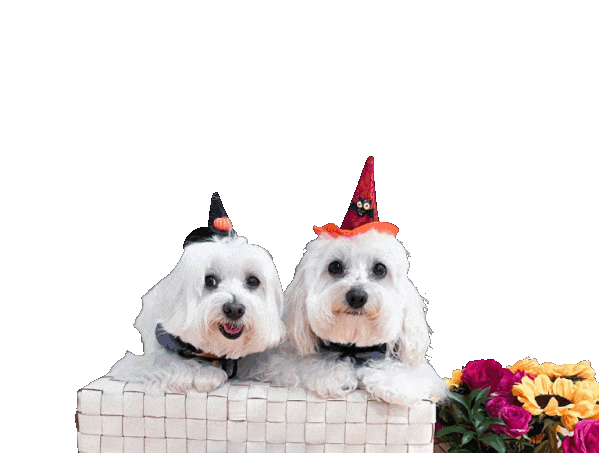 Halloween Dogs Sticker by HammyandBrody