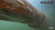 Sea Creature News GIF by Mic