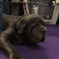 dog show GIF by Westminster Kennel Club