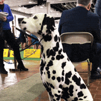 dog show GIF by Westminster Kennel Club