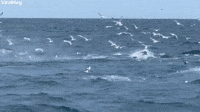 Humpback Whales Feeding 
