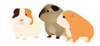 Guineapig Forester Sticker