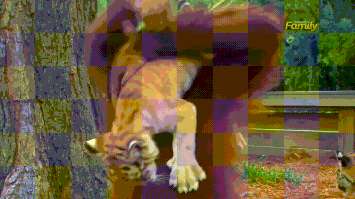 tiger cub GIF