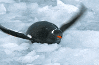Antarctica GIF by BBC America
