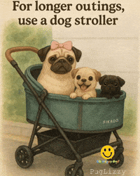 Pugs Pug Life GIF