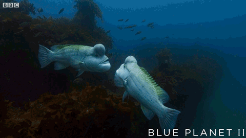 bbc one ocean GIF by BBC