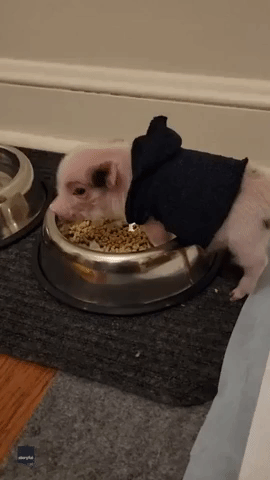 All This and Brains Too: Adorable, Fast-Learning Piglet Delights Baltimore Family