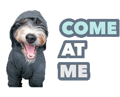 Drama Come At Me Sticker