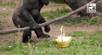 Cincinatti Zoo Gorilla Easter Egg Hunt 2022