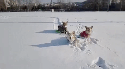 corgi sledding GIF by Yosub Kim, Content Strategy Director