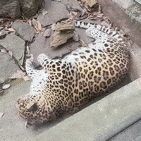 Shiba Do Not Touch GIF