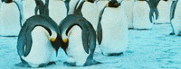 Snow Love GIF