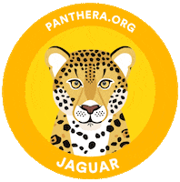 Jaguar Conservation Sticker by Pantheracats