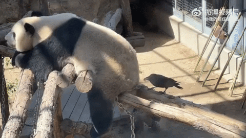 cuteanimalland giphyupload GIF