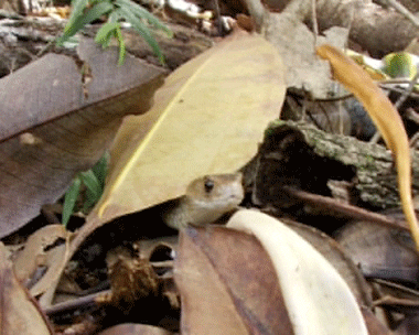 snake wildlife GIF by Rockbadger Productions