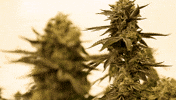Plant Grow GIF by Exclusive Brands