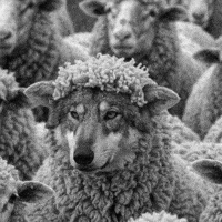 Wolf Sheep GIF by xponentialdesign