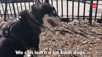 We Can Learn A Lot From Dogs