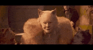 vulture cats GIF