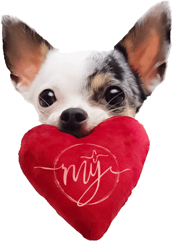 Heart Chihuahua Sticker
