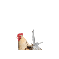 oekodorfbrodowin dancing chicken looking farm Sticker