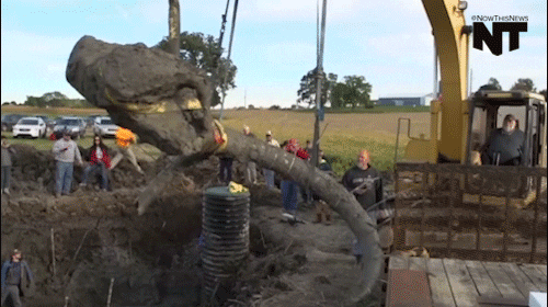 wooly mammoth news GIF by NowThis 