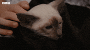 Bbc Two Iplayer GIF by BBC