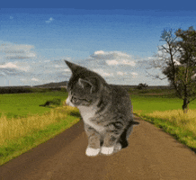 Cat Kitten GIF by De Graafschap Dierenartsen