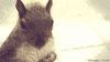 squirrel GIF