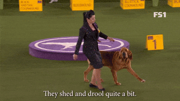 They Shed And Drool Quite A Bit