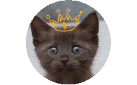 Cat Sticker by Simon Kids