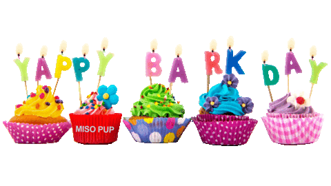 happy birthday dog Sticker by MISO PUP