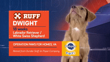 Animal Planet GIF by Puppy Bowl
