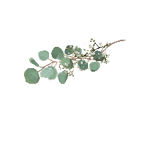 Boho Eucalyptus Sticker by Banana Beauty