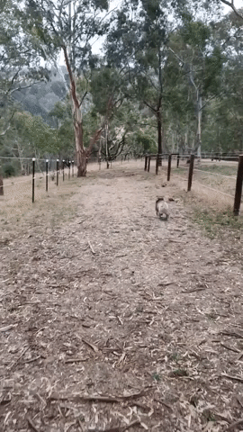 Fussy Bushfire Rescue Koala Takes Her Time Choosing Tree After Release