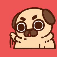 Give Me Attention GIF by Puglie Pug