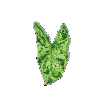 Plant Sticker by Hankō