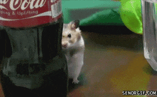 mouse GIF by Cheezburger