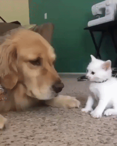 Video gif. Golden retriever lays its head down in front of a white kitten. The kitten baps the dog on the nose with its paw several times before it gets bored and leaves, the dog completely unphased.