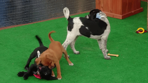 happy dog GIF by Rachael Ray Show