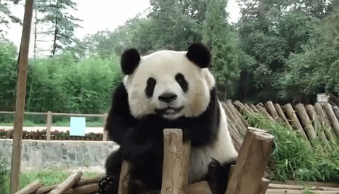 AnimalsForYou giphyupload giant panda GIF