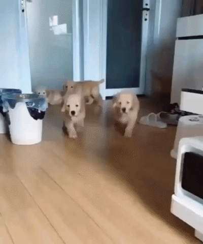 cute aww GIF