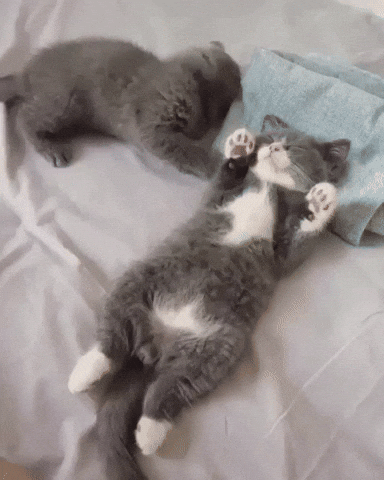Aww Cute Animals GIF