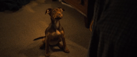 a dogs way home sony GIF by A Dog's Way HomeVerified account