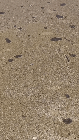 Simongip giphygifmaker GIF