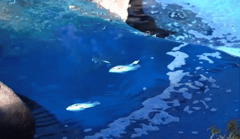 58d4b6a0e8004dd6a499524384e88c9f giphyupload GIF