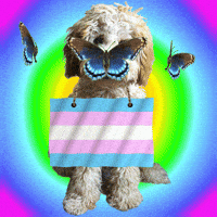 Lgbt Trans GIF