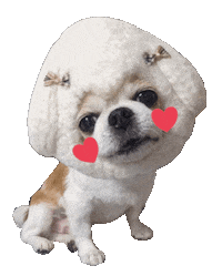 Santa Chihuahua Sticker