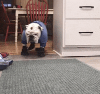drake bulldog GIF by DrakeUGriff